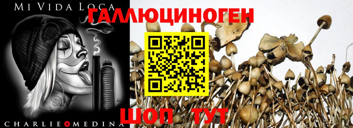 Галлюциногенные грибы прущие грибы  Вход с VPN  Минусинск 